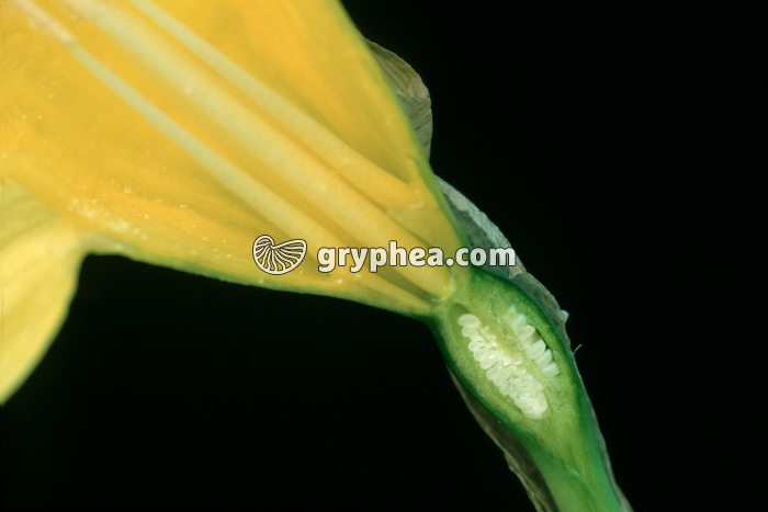 Narcisse (Narcissus sp.) - fleur en CL montrant l'ovaire et les ovules - gryphea.org